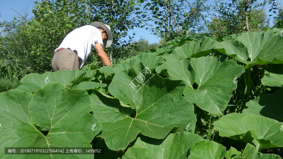 我爱爸爸