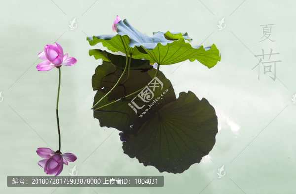 荷花裝飾畫(huà)