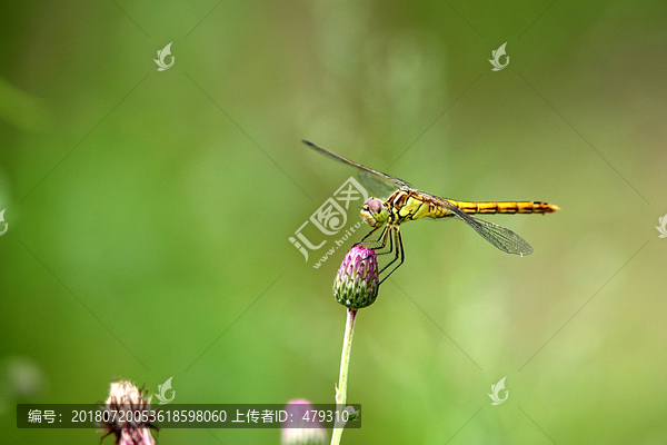 昆虫蜻蜓