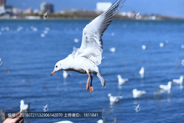 大理洱海红嘴鸥