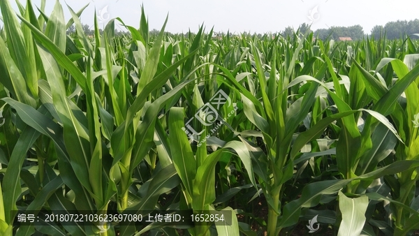 玉米植株