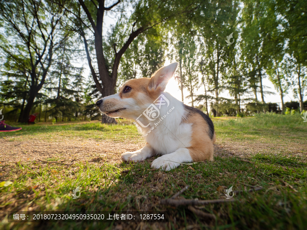 彭布罗克威尔士柯基犬