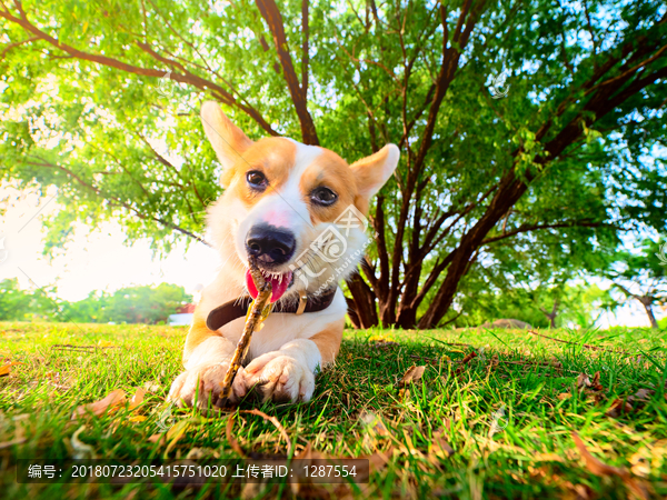 彭布罗克威尔士柯基犬