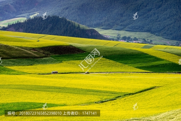 卓爾山油菜花