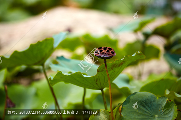 荷花莲蓬