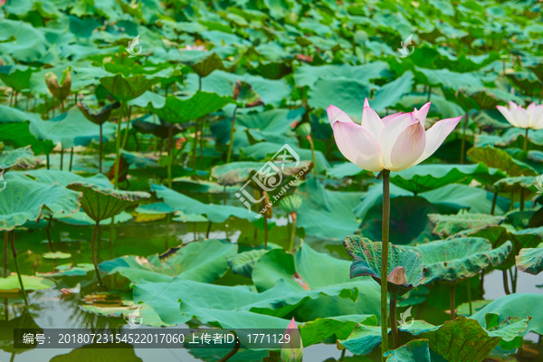 荷花池