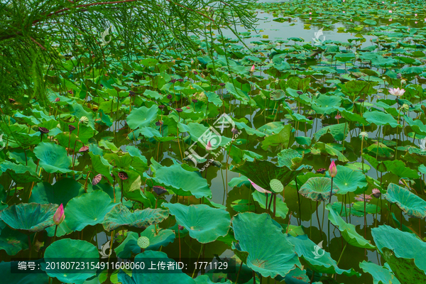 荷花池