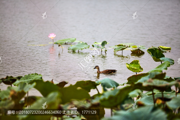 荷花池野生水鸭