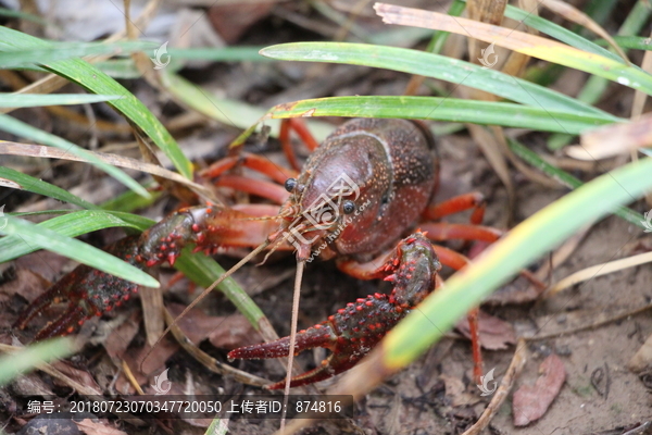 小龙虾