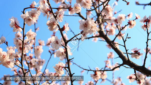 梅花