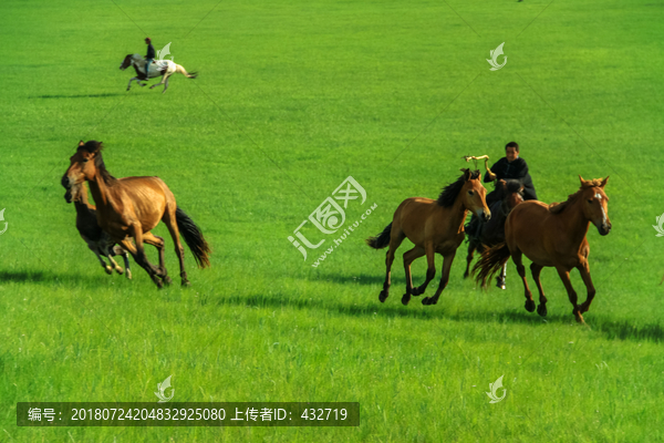 草原蒙古族套马