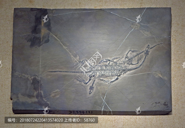 胡氏贵州龙化石标本