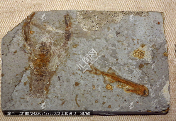 狼鳍鱼与奇异环足虾化石