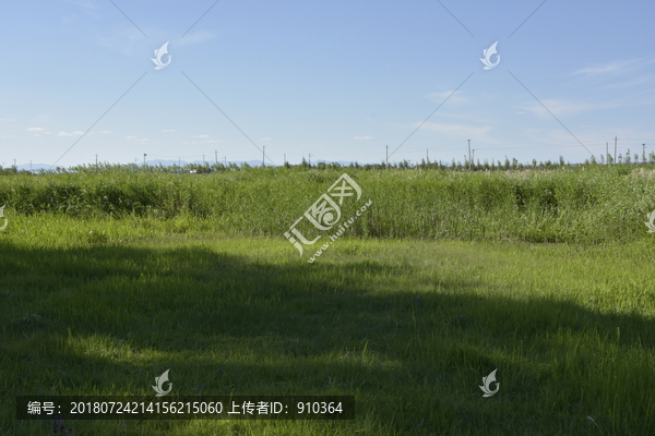 绿草原