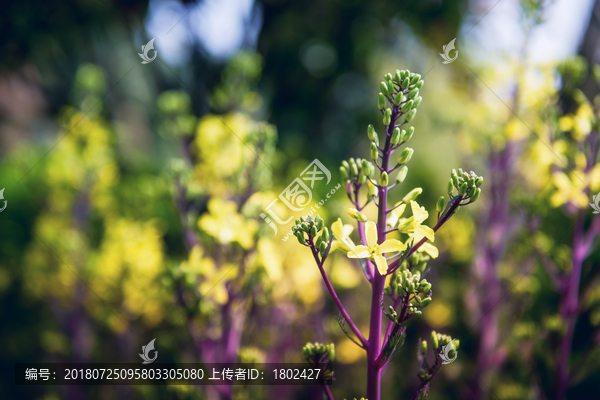 花草