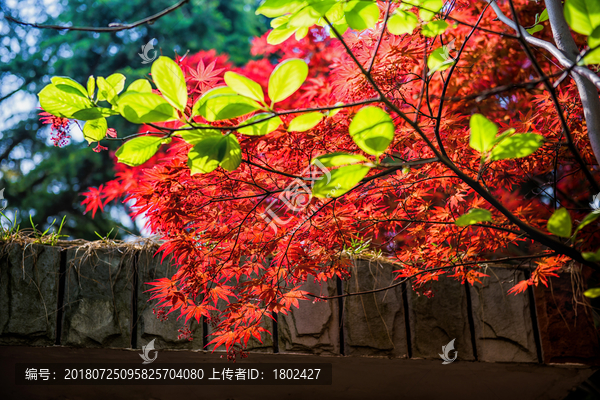 青岛枫叶