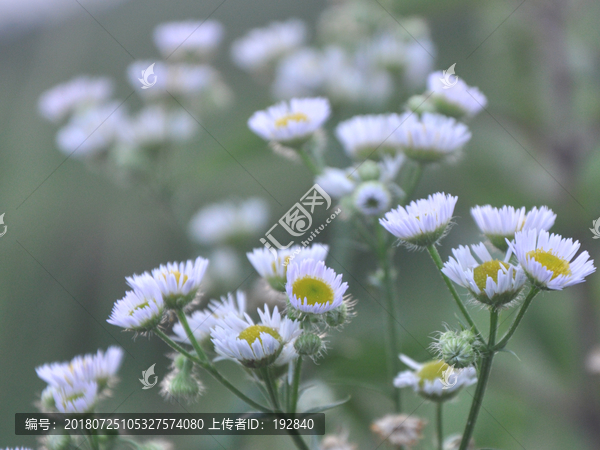 小白花