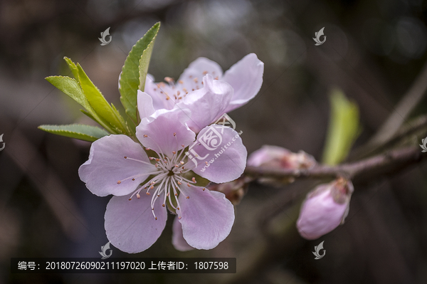 桃花特写