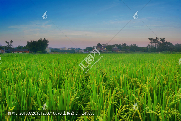 农业田园风光稻田