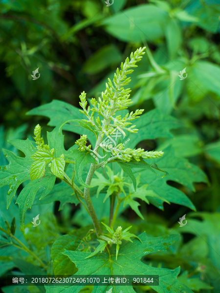 菊科植物华蟹甲