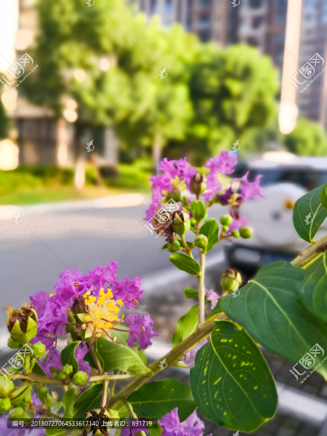 紫荆花素材