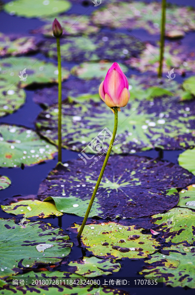 花蕾花苞