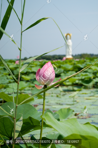 荷花