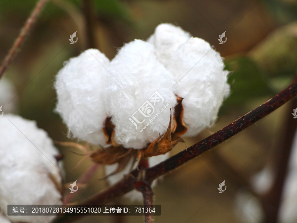 白棉花