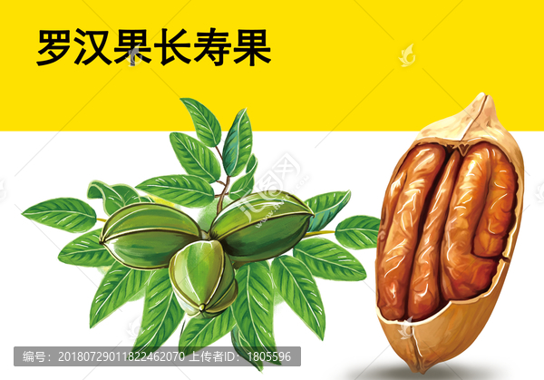 羅漢參長(zhǎng)壽果碧根果插畫