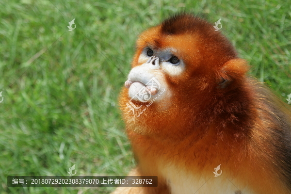 川金丝猴特写