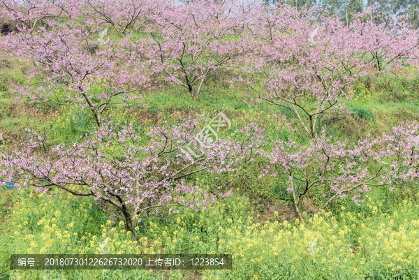 桃花山