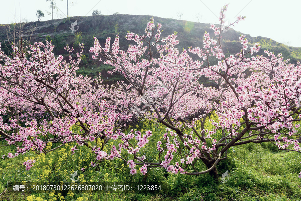 桃花山