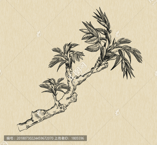 老樹香椿芽香椿插畫素描