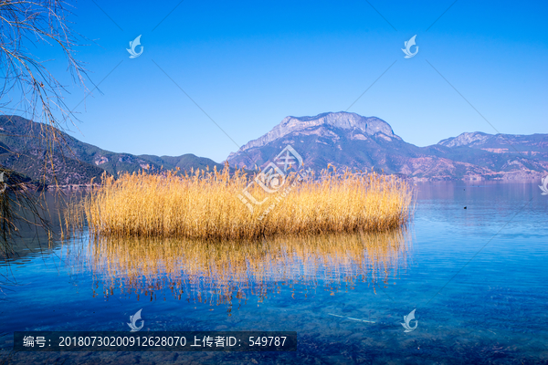 泸沽湖芦苇荡