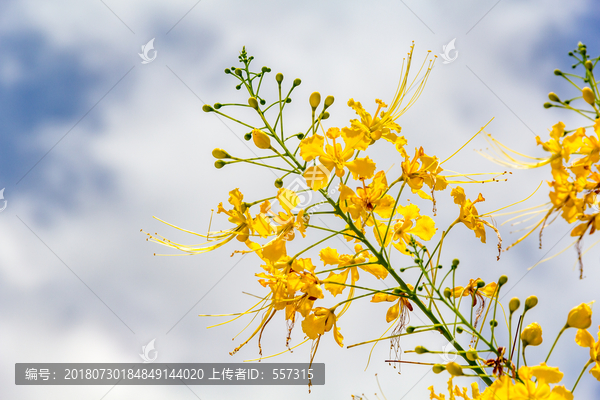 黃色花卉金鳳花