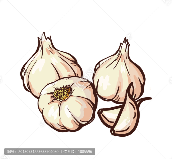 蒜大蒜插畫糖蒜腌蒜插畫