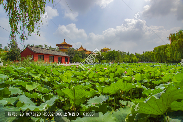 潍坊金泉寺莲花池