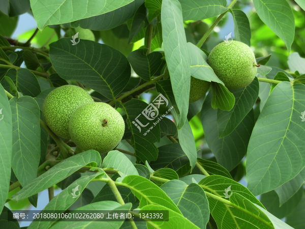 核桃