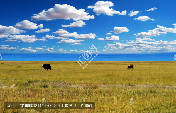 蓝天白云草原牦牛西藏青海湖