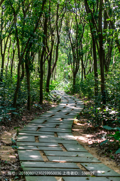 阳光森林小路