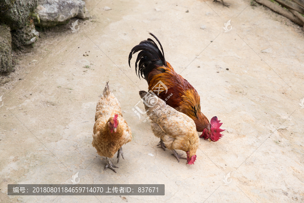 土鸡