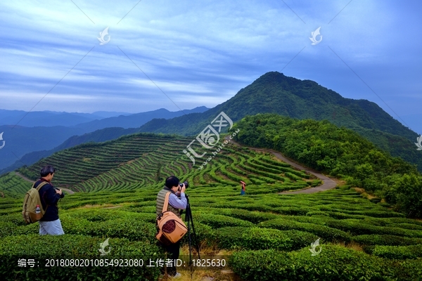 茶山茶园