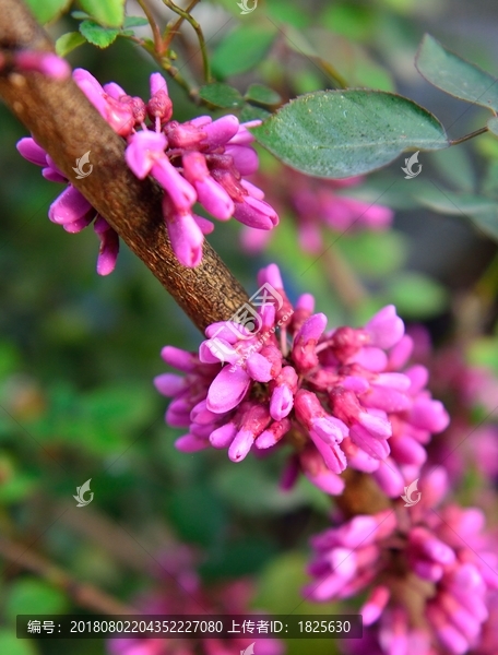 紫荆花