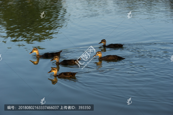 一群野鸭子