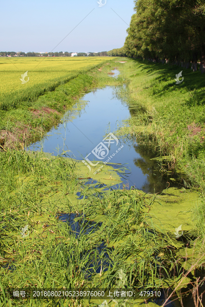 水稻田