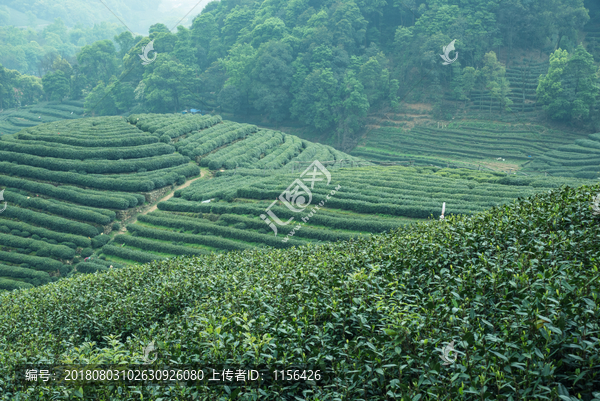 梅家坞茶山