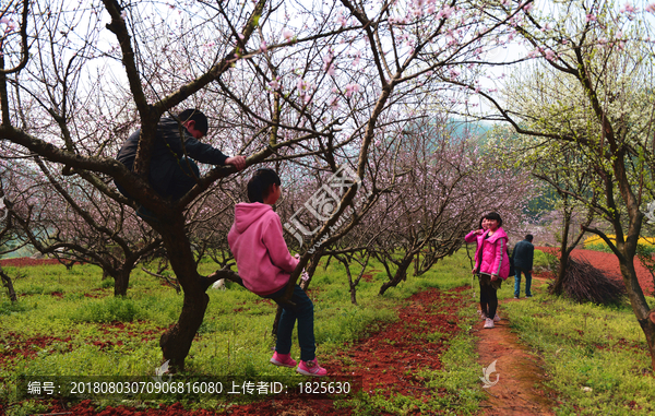 桃花园的孩子