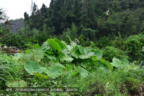 山涧溪流