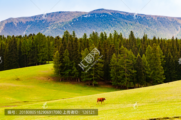 巴里坤风光