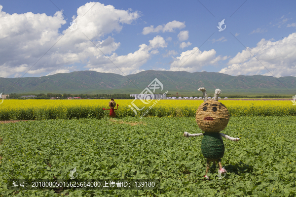 油菜花地